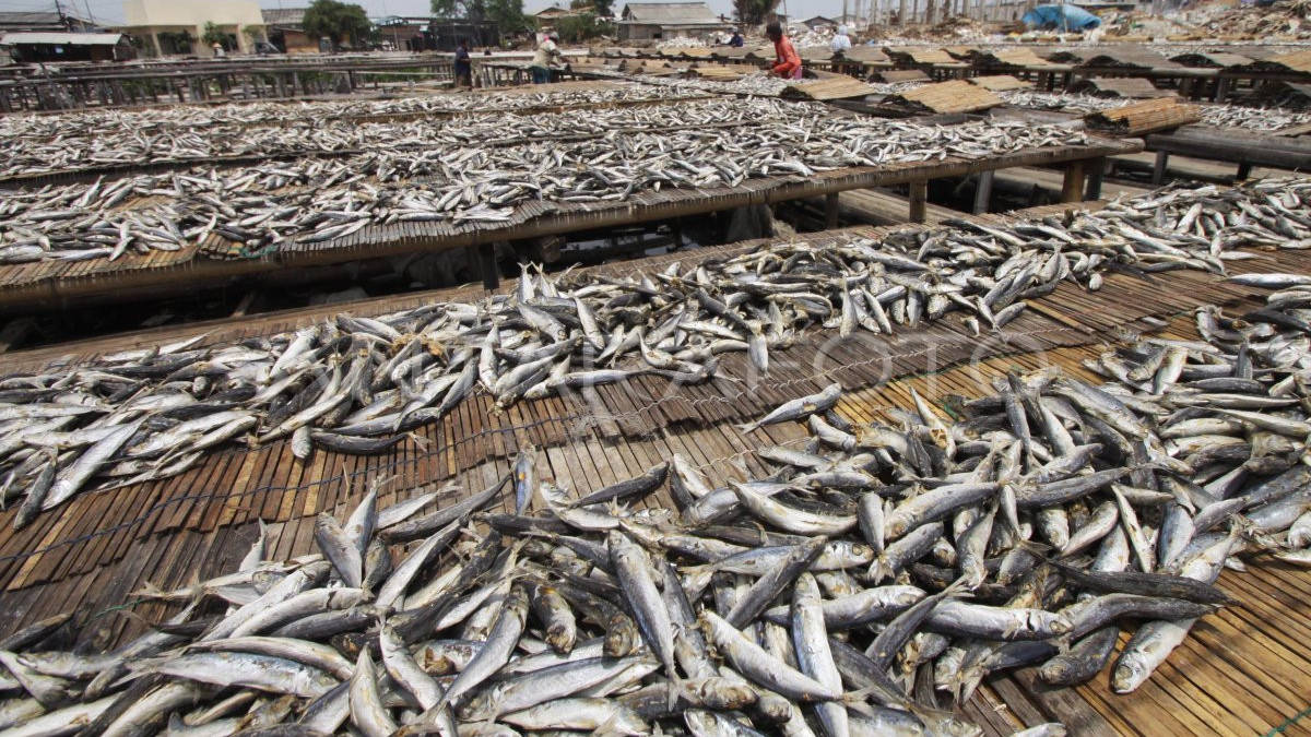 Rasakan Kelezatan Ikan Segar di Depot ikan ANT, Cilacap